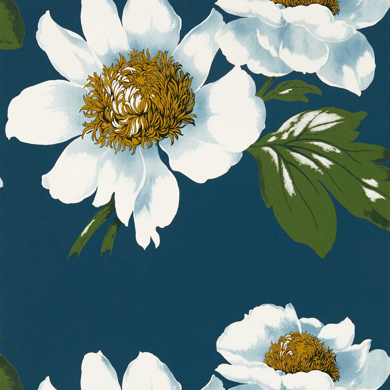 Paeonia 112842